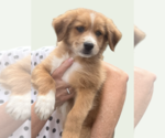 Small #1 Collie Mix