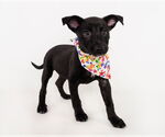 Small #3 American Staffordshire Terrier-German Shepherd Dog Mix
