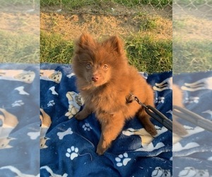 Pomeranian Puppy for sale in ROCHESTER, IN, USA