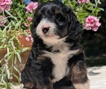 Small #1 Miniature Bernedoodle