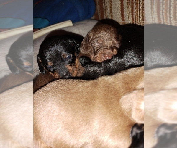 Medium Photo #2 Dachshund Puppy For Sale in EVANSDALE, IA, USA