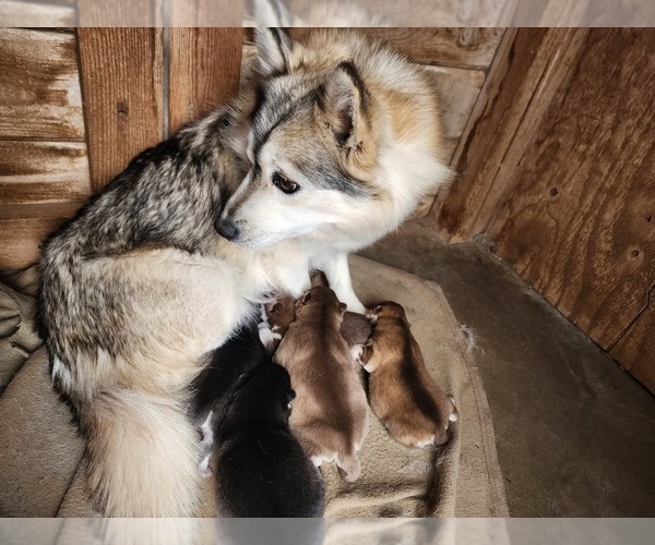 Medium Photo #1 Pomsky Puppy For Sale in CEDAR CITY, UT, USA