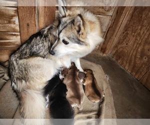 Mother of the Pomsky puppies born on 06/13/2026
