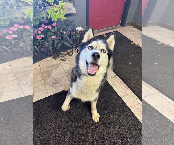 Medium Photo #3 Siberian Husky Puppy For Sale in Leavenworth, KS, USA