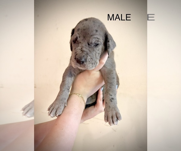 Medium Photo #3 Great Dane Puppy For Sale in SPRING, TX, USA