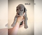Puppy Deano Great Dane