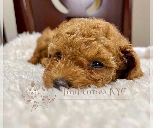 Medium Photo #2 Poodle (Toy) Puppy For Sale in LONG ISLAND CITY, NY, USA