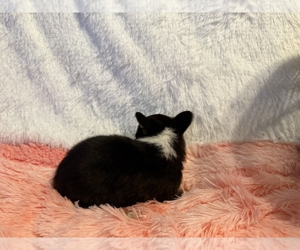 Medium Photo #6 American Corgi Puppy For Sale in CANAL WINCHESTER, OH, USA