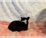 Small #5 American Corgi