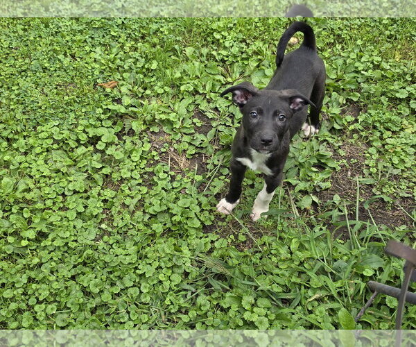Medium Photo #2 Mutt Puppy For Sale in Marine City, MI, USA