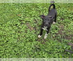 Small #1 Mutt