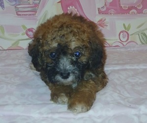Doxiepoo (Miniature) Puppy for sale in BURLINGTON, MA, USA