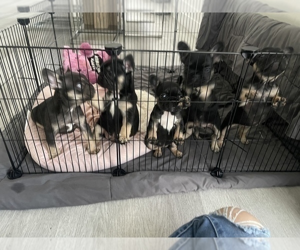 Medium Photo #5 French Bulldog Puppy For Sale in HOMESTEAD, FL, USA