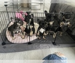 Small Photo #5 French Bulldog Puppy For Sale in HOMESTEAD, FL, USA