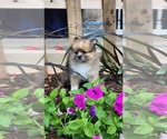 Puppy Warrior Pomeranian