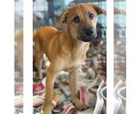 Small Labrador Retriever Mix