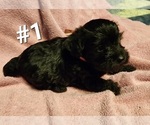 Small Photo #9 Schnoodle (Miniature) Puppy For Sale in MILTON, FL, USA
