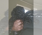 Small Photo #7 Poodle (Standard) Puppy For Sale in MILWAUKEE, WI, USA