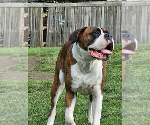 Boxer Dogs for adoption in Dumont, NJ, USA
