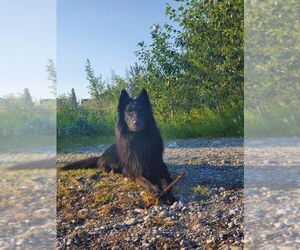 Father of the Belgian Sheepdog-Great Pyrenees Mix puppies born on 06/05/2025