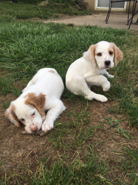 Medium Photo #1 English Setter Puppy For Sale in FT MITCHELL, KY, USA