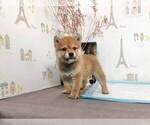 Small Photo #4 Shiba Inu Puppy For Sale in ALHAMBRA, CA, USA