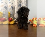 Yorkipoo puppie - Male Yorkipoo Puppy for Sale - Photo #5