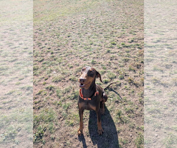 Medium Photo #2 Doberman Pinscher Puppy For Sale in Minneaoplis, MN, USA