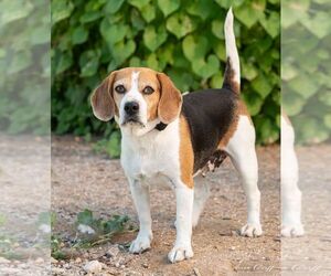 Taylor - Female Beagle Dog for Adoption - Photo #2