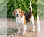 Small Photo #2 Beagle Puppy For Sale in Las Vegas, NV, USA
