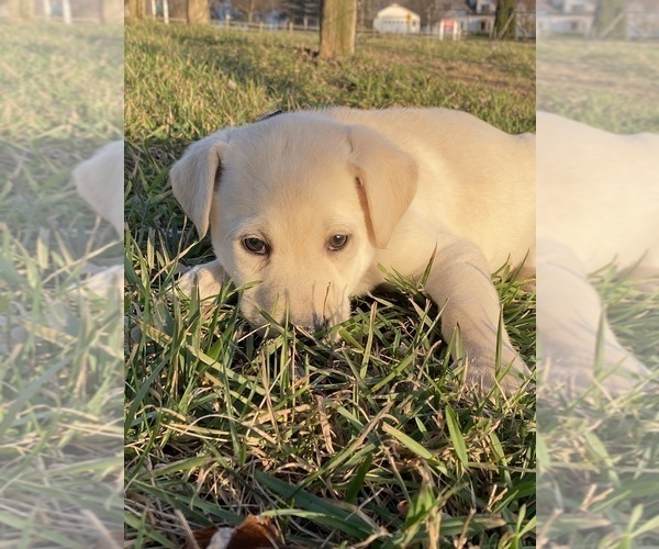 Medium Photo #3 Labrador Retriever Puppy For Sale in CANOGA, NY, USA