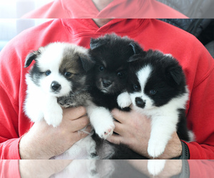 Pomsky Puppy for Sale in LOMPOC, California USA