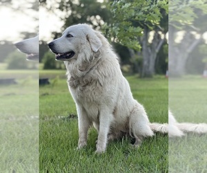 Father of the Great Pyrenees puppies born on 04/11/2025