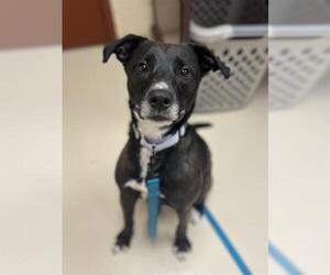 Labrador Retriever-Unknown Mix Dogs for adoption in Center Township, PA, USA