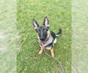German Shepherd Dog-Unknown Mix Dogs for adoption in Louisville, KY, USA