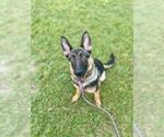 Small German Shepherd Dog Mix