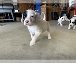 Small Photo #19 Llewellin Setter Puppy For Sale in BASCO, IL, USA