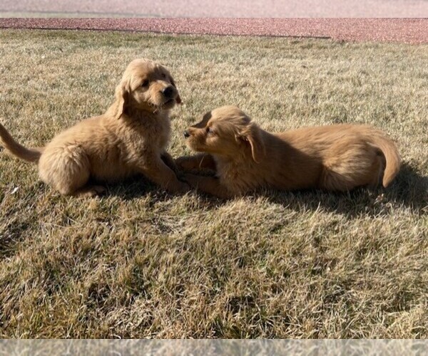 Medium Photo #3 Golden Retriever Puppy For Sale in COLORADO SPGS, CO, USA