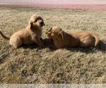 Small Photo #3 Golden Retriever Puppy For Sale in COLORADO SPGS, CO, USA