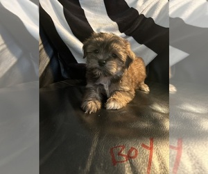 Shorkie Tzu Puppy for sale in VIRGINIA BEACH, VA, USA