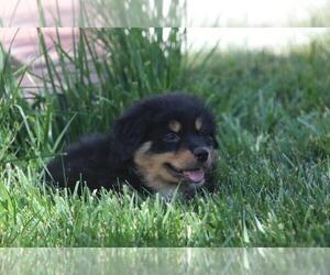 Australian Shepherd Puppy for sale in BRIGHTON, CO, USA