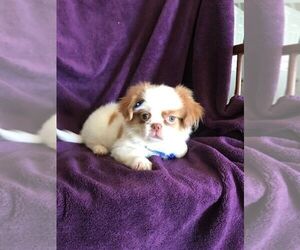 Shih Tzu Puppy for sale in LIGNUM, VA, USA