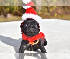 Pug Puppy for sale in PALM COAST, FL, USA