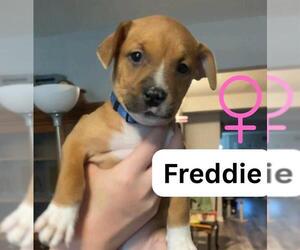 American Staffordshire Terrier-Unknown Mix Dogs for adoption in San Antonio, TX, USA