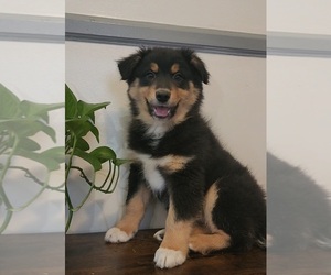 Australian Shepherd Puppy for sale in INDIANAPOLIS, IN, USA