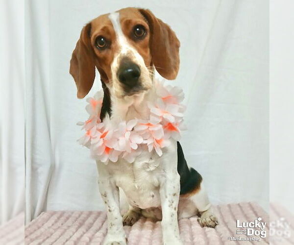 Medium Photo #2 Bagle Hound Puppy For Sale in Washington, DC, USA