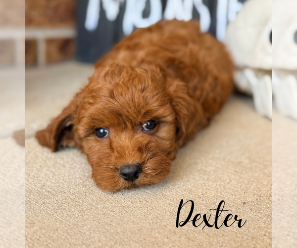 Medium Photo #3 Goldendoodle (Miniature) Puppy For Sale in ADDISON, IL, USA