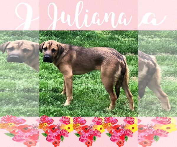 Medium Photo #12 Mastador Puppy For Sale in Chester, NJ, USA