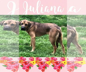 Juliana - Female Mastador Dog for Adoption - Photo #12