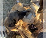 Small #3 German Shepherd Dog